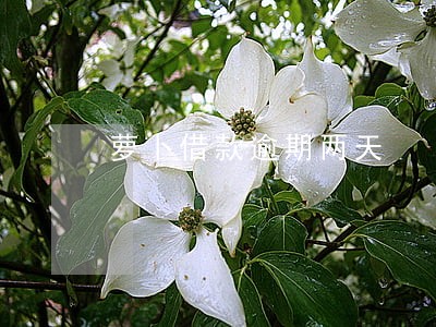 萝卜借款逾期两天 萝卜借款逾期两天