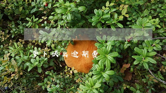 萝卜快出逾期费 萝卜快出逾期费