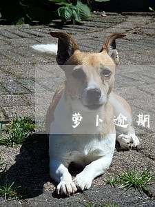 萝卜逾期催收猛吗 萝卜逾期催收猛吗