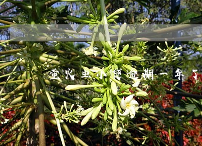 萤火虫小贷逾期一年了 萤火虫小贷逾期一年了