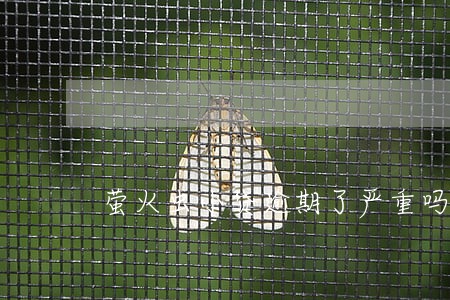 萤火虫小贷逾期了严重吗 萤火虫小贷逾期了严重吗
