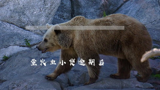 萤火虫小贷逾期后
