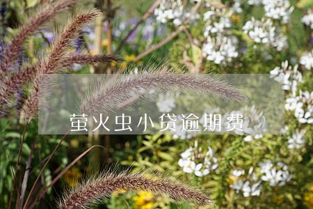 萤火虫小贷逾期费 萤火虫小贷逾期费