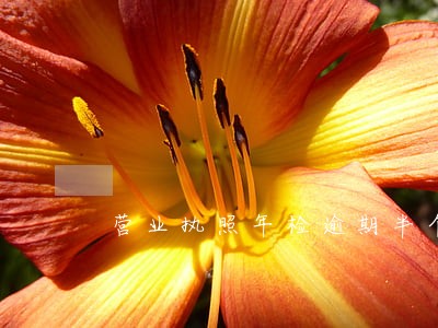 营业执照年检逾期半个月怎么办 营业执照年检逾期半个月怎么办