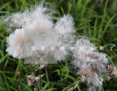 营业执照申报逾期了怎么弄
