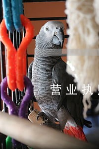 营业执照申报逾期怎么弄 营业执照申报逾期怎么弄