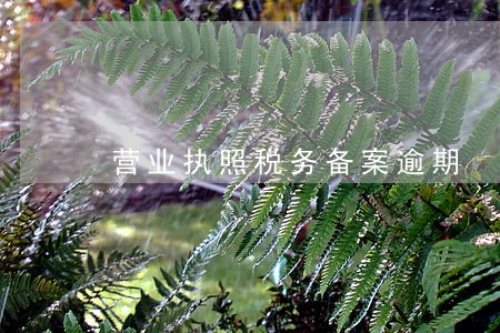营业执照税务备案逾期
