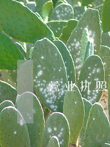 营业执照简易注销公示逾期怎么办 营业执照简易注销公示逾期怎么办