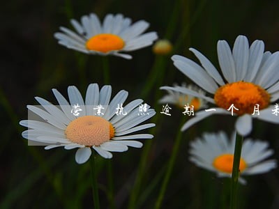 营业执照逾期一个月未申报怎么办 营业执照逾期一个月未申报怎么办