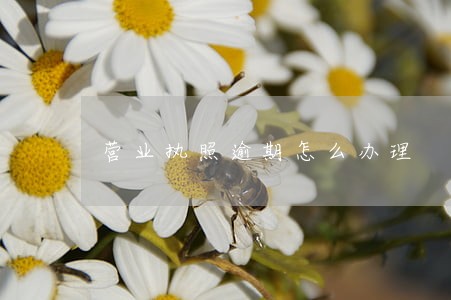 营业执照逾期怎么办理 营业执照逾期怎么办理