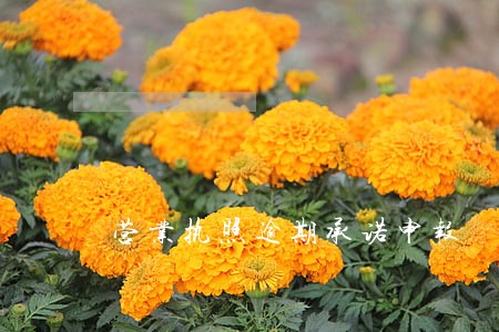 营业执照逾期承诺申报 营业执照逾期承诺申报