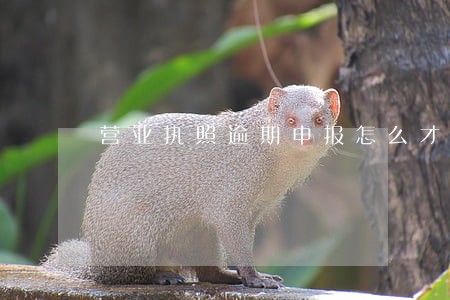 营业执照逾期申报怎么才处理