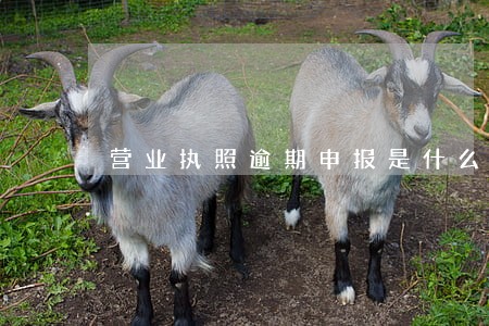 营业执照逾期申报是什么 营业执照逾期申报是什么