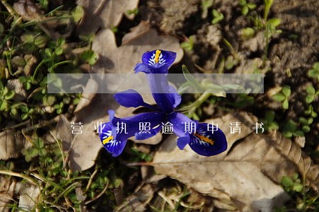 营业执照逾期申请书 营业执照逾期申请书