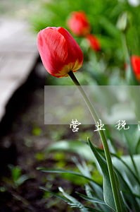 营业税逾期没申报会提醒吗