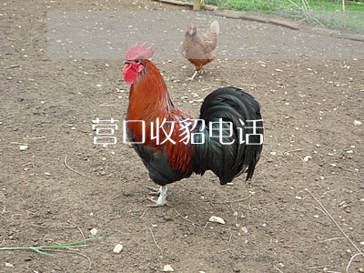 营口收貂电话 营口收貂电话