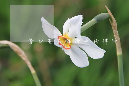 营口有名经济纠纷律师 营口有名经济纠纷律师