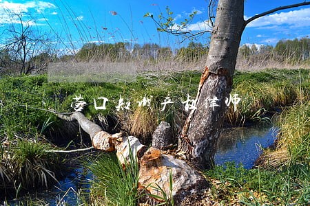 营口知识产权律师 营口知识产权律师