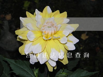 营口违法信息查询