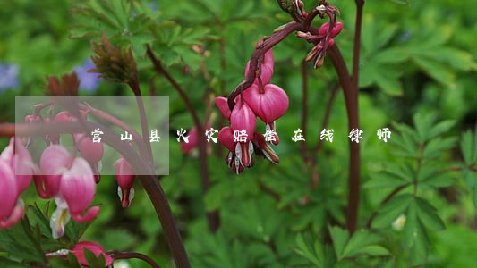 营山县火灾赔偿在线律师 营山县火灾赔偿在线律师