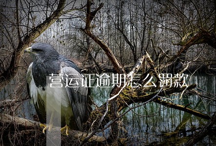 营运证逾期怎么罚款 营运证逾期怎么罚款