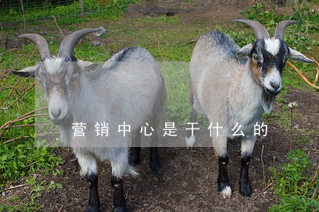 营销中心是干什么的 营销中心是干什么的