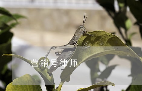 营销号律师 营销号律师