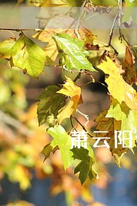萧云阳律师解答了拼多多假一赔十 萧云阳律师解答了拼多多假一赔十