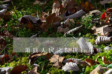 萧县人民法院执行局电话