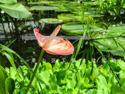 萧山区工伤法律援助 萧山区工伤法律援助