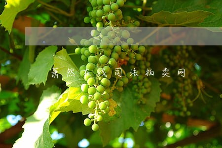 萧然在线司法拍卖网 萧然在线司法拍卖网