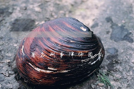 著名刑事律师团队 著名刑事律师团队