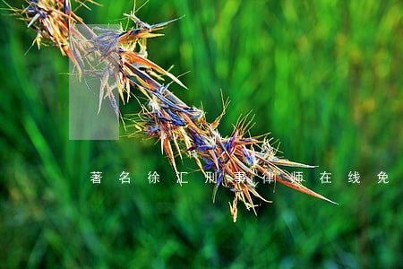 著名徐汇刑事律师在线免费咨询 著名徐汇刑事律师在线免费咨询