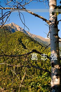 葛志强银行逾期了 葛志强银行逾期了