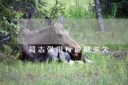 葛志强银行逾期多久 葛志强银行逾期多久