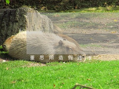 董思阳造假违法 董思阳造假违法