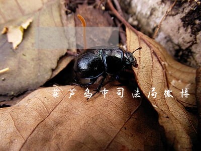葫芦岛市司法局微博