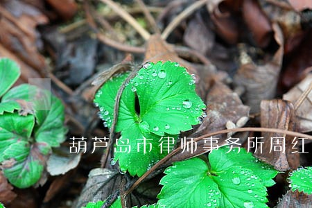 葫芦岛市律师事务所周红纬 葫芦岛市律师事务所周红纬