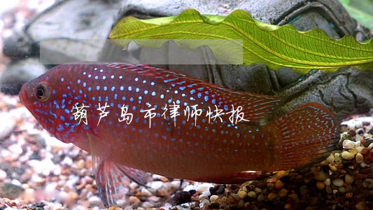 葫芦岛市律师快报 葫芦岛市律师快报
