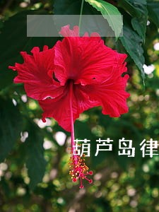 葫芦岛律师在线咨询 葫芦岛律师在线咨询