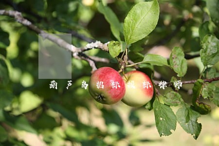 葫芦岛招标投标律师 葫芦岛招标投标律师