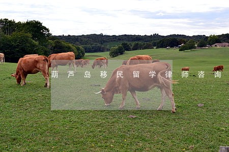 葫芦岛移民留学律师咨询电话 葫芦岛移民留学律师咨询电话