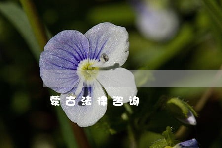 蒙古法律咨询 蒙古法律咨询