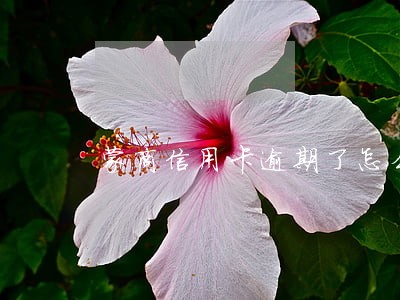 蒙商信用卡逾期了怎么办