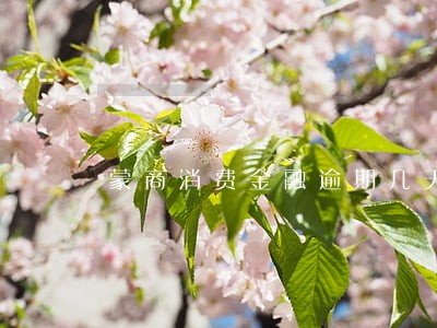 蒙商消费金融逾期几天爆通讯录