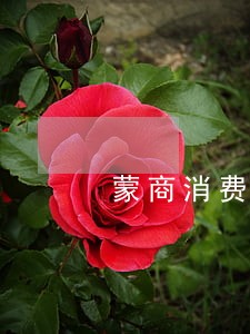 蒙商消费金融逾期宽限期是多久