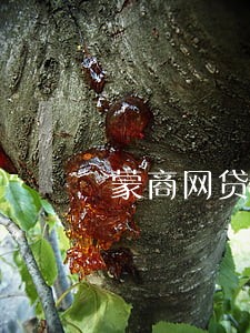 蒙商网贷逾期 蒙商网贷逾期