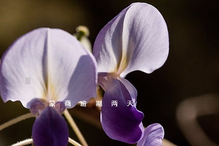 蒙商逾期两天 蒙商逾期两天