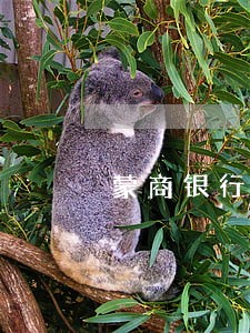 蒙商银行信用卡逾期追缴