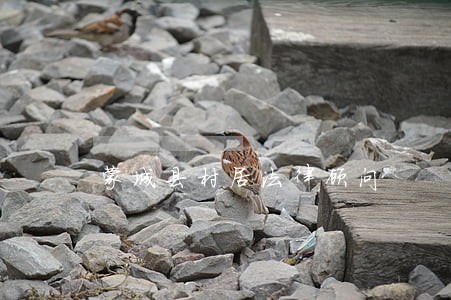 蒙城县村居法律顾问 蒙城县村居法律顾问